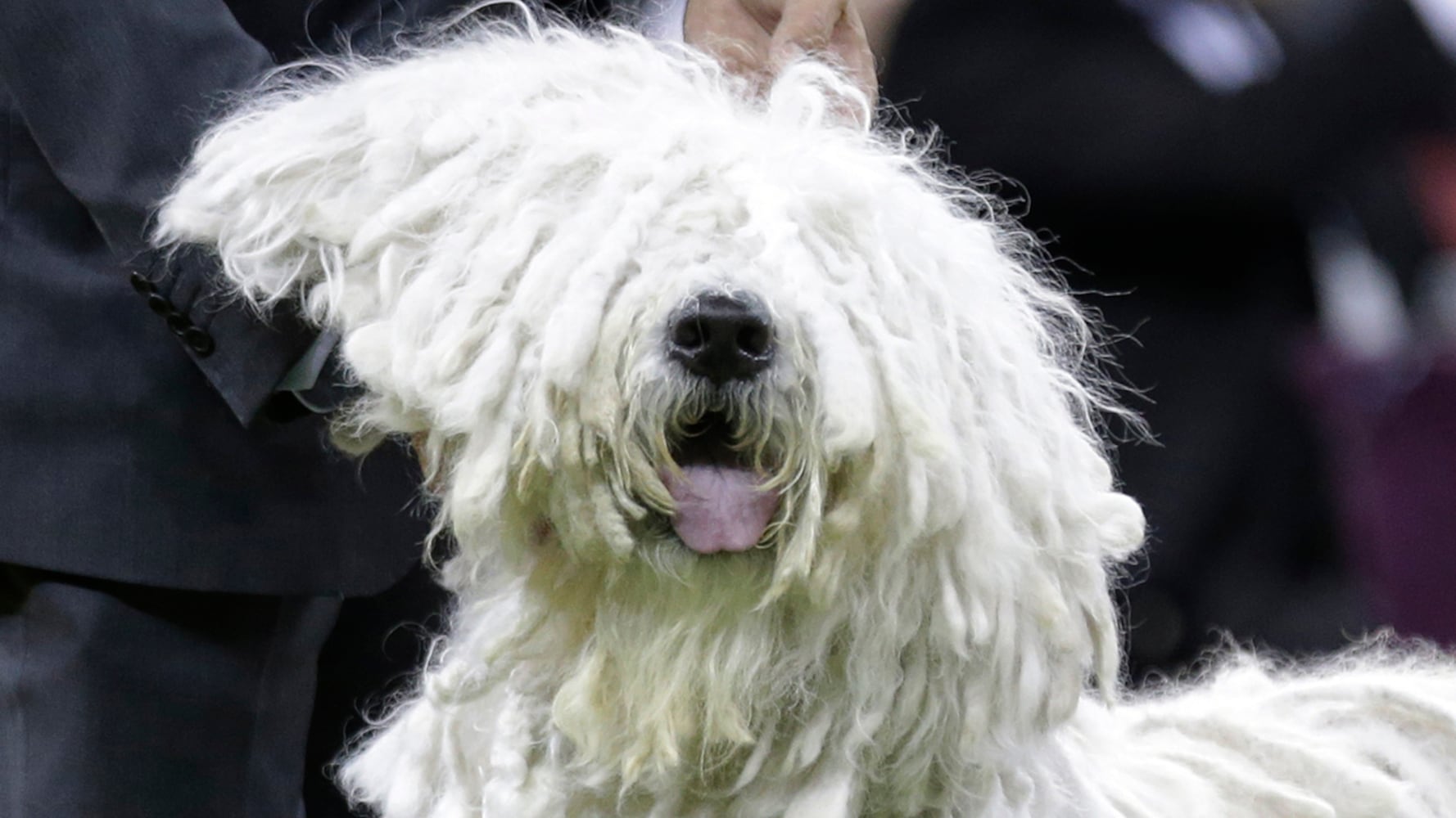 2019 Westminster Dog Show