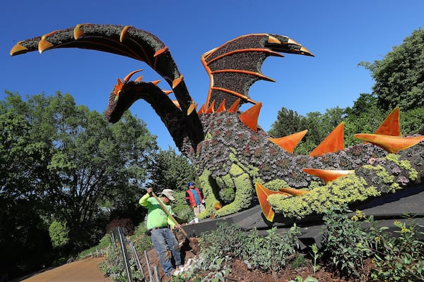 Workers put the finishing touches on the sleeping princess and dragon sculpture, one of the delicate works of art in the “Imaginary Worlds” exhibit at Atlanta Botanical Garden. CURTIS COMPTON/CCOMPTON@AJC.COM