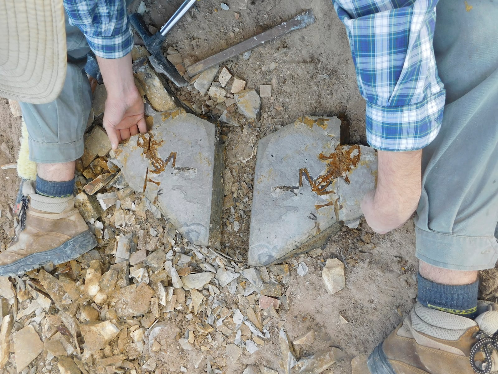 This image provided by Mariana Chuliver shows paleontologist Matías Motta at the fossil site "Estancia La Matilde" in Patagonia, Argentina showing an adult specimen of the fossil frog Notobatrachus degiustoi. (Mariana Chuliver via AP)