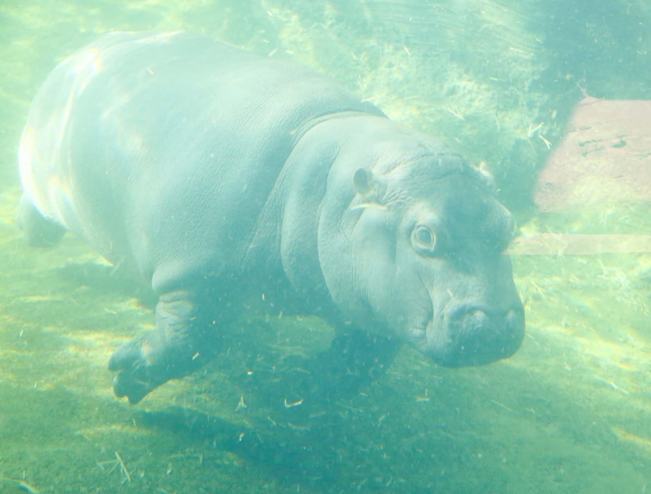 PHOTOS Fiona at the Cincinnati Zoo