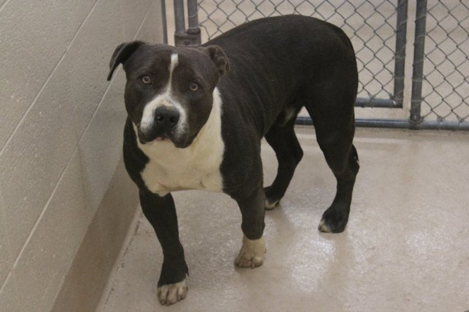 Photos courtesy of Gwinnett County animal shelter.