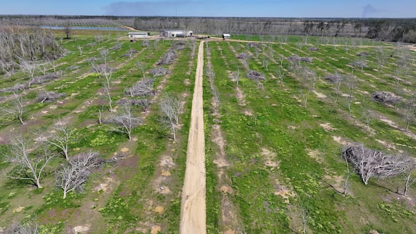 An aerial image taken on Tuesday, March 18, 2025, shows significant damage at the Moses Pecan farm in Uvalda, Ga., six months after Hurricane Helene impacted the area. The owners, Arren Moses and Taylor Moses, employ various methods to recover their 800-acre property. (Miguel Martinez/AJC)