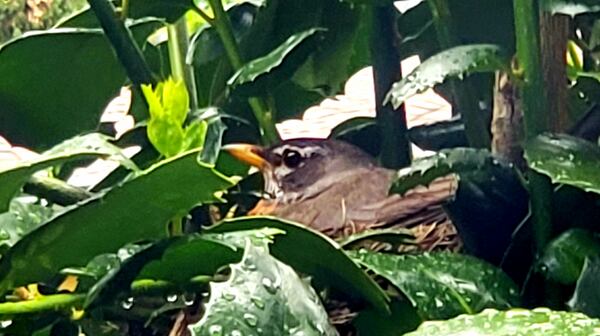 Travis Darnell  shared this slice of life from his backyard in midtown.