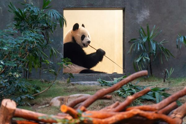 The Beijing-gifted giant panda An An makes his debut appearance to media in Ocean Park during a preview event in Hong Kong, Monday, Dec. 2, 2024. (AP Photo/Chan Long Hei)