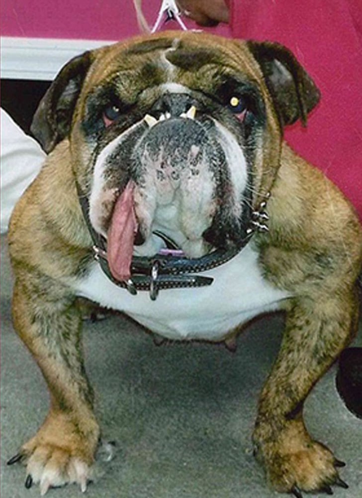 Photos: 2018 World’s Ugliest Dog contestants