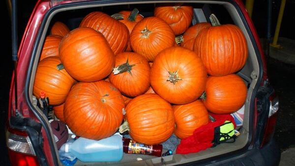 This Oct. 18, 2017 photo released by the Maryland Heights Police Department shows a pumpkin-crammed SUV in Maryland Heights, Mo. Police caught three teenagers with 48 stolen pumpkins and are asking residents of the St. Louis suburb to view a "pumpkin lineup" online to see if their Halloween squash are among those recovered. (Maryland Heights Police Department via AP)