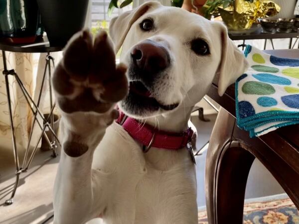 Sprinkles Murphy, Jolt subscriber and Dog of the Day. (Courtesy photo)