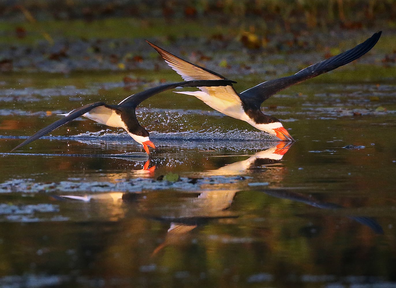 Coastal birds of Georgia