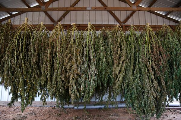 Hemp is dried after being harvested at the University of Georgia’s Durham Horticulture Farm in Watkinsville in 2019. (Austin Steele for The Atlanta Journal-Constitution)