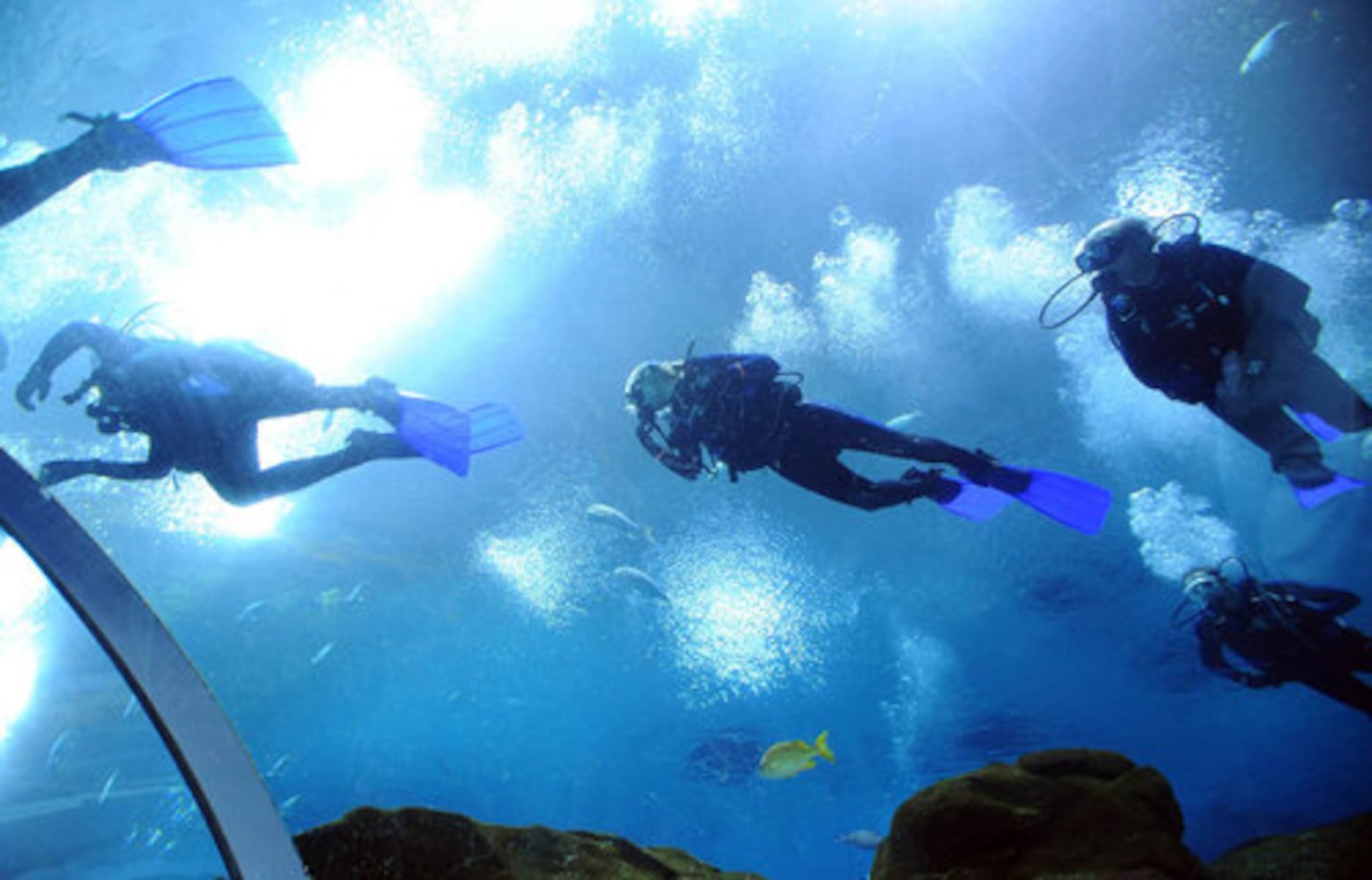 Miss Georgia swims at Georgia Aqarium