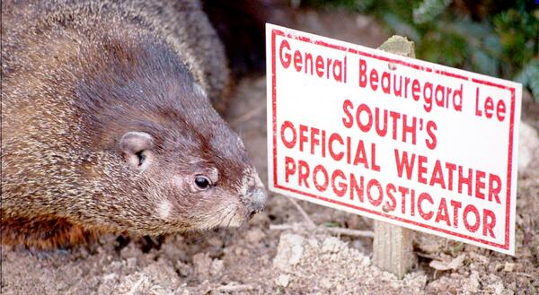 950125 YELLOW RIVER GAME RANCH- GENERAL LEE THE SOUTHERN WEATHER PROCRASTONATOR LOOKS AT HIS SIGN IN PREPERATION FOR HIS DAY ON FEB 2. (AJC Staff Photo/Steve Deal)