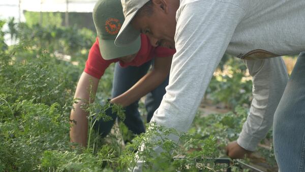 Narrow Way Farm offers a CSA for farm produce with shares available April 17 to Nov. 6. (Courtesy of Ramsey Yount)