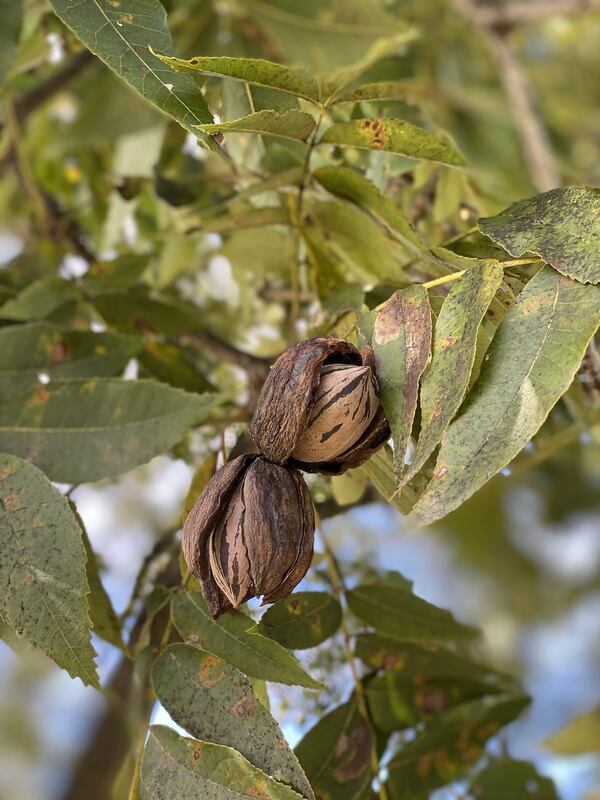 Farmers know pecans are ready to harvest when the husks break open and pecans began to fall to the ground. CONTRIBUTED BY GOODSON PECANS