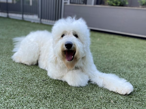 Biscuit Tanenblatt of Atlanta, photographed after a trip to the groomer. (Courtesy photo)