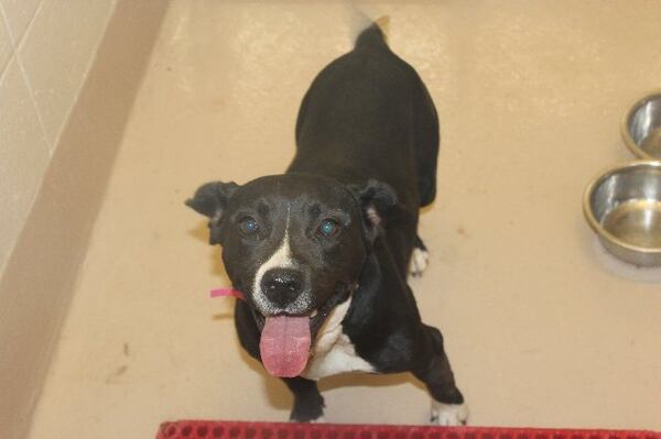 Photos courtesy Gwinnett County animal shelter.