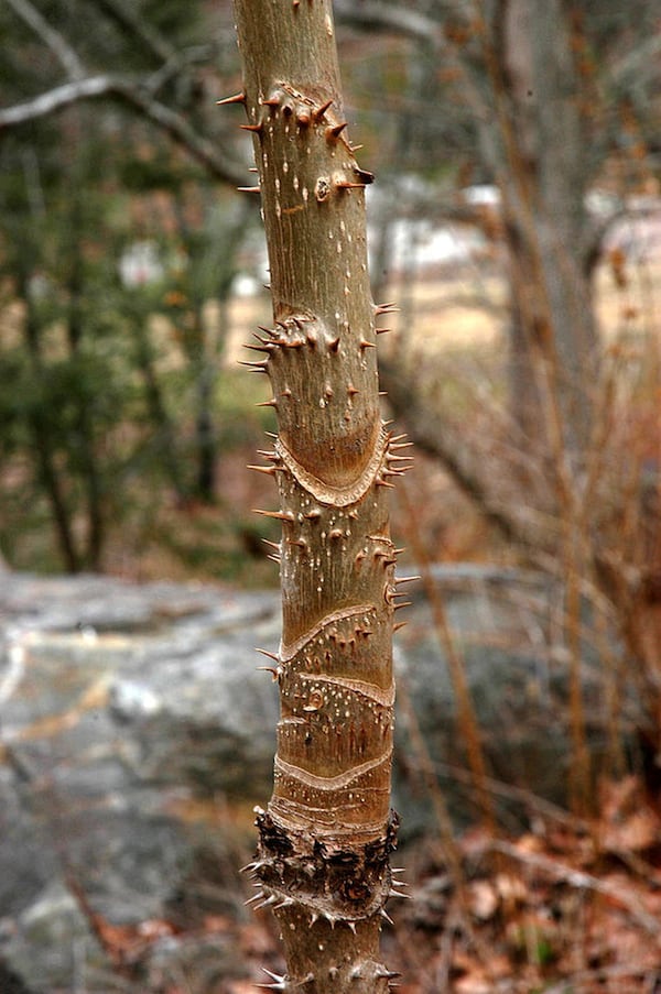 The Devil’s walking stick (Aralia spinosa) is a small, native Georgia tree known for the viciously sharp spines on its trunk. Shown here is the trunk with the spines, leaf scars and bark. Contributed by Creative Commons/Wikipedia