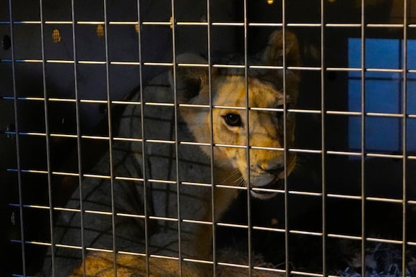 Sara the lion cub sits in a crate before being loaded on a yacht at the Dbayeh sea port, north of Beirut, Lebanon, Thursday, Nov. 14, 2024. (AP Photo/Hassan Ammar)