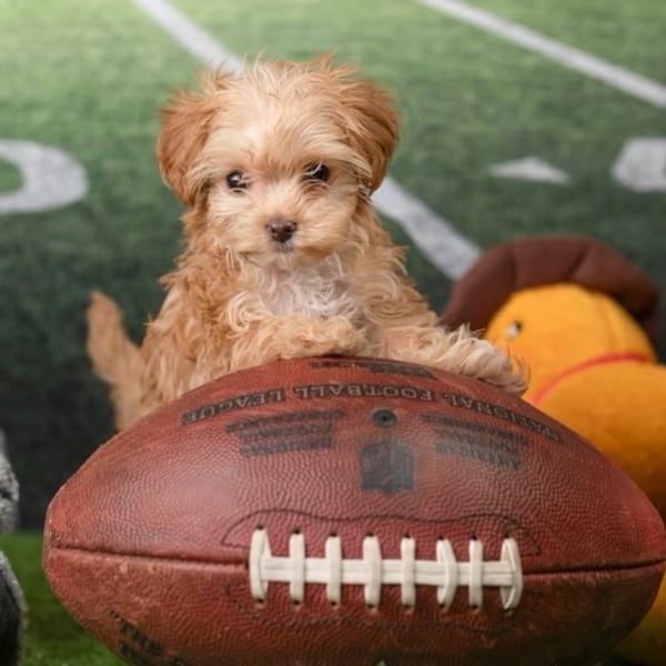 Cavapoo Josie is one of three Georgia reps in this year's Puppy Bowl. (Courtesy)