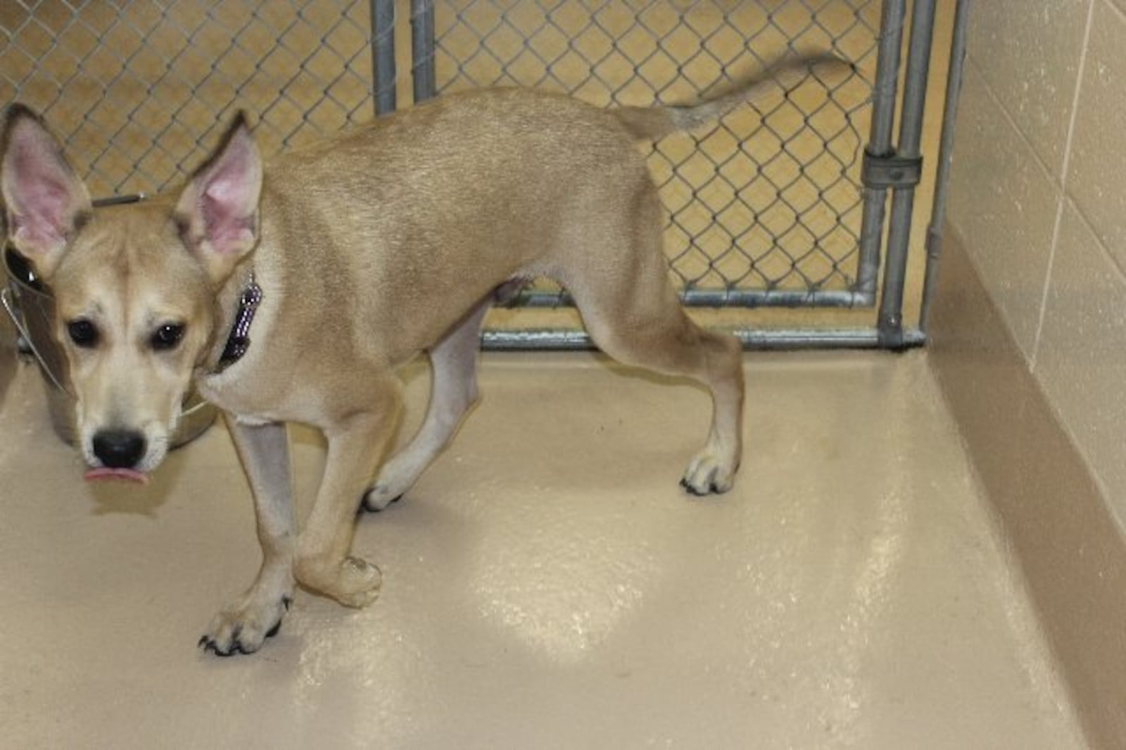 Photos courtesy Gwinnett County animal shelter.