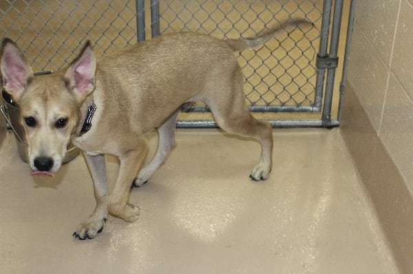 Photos courtesy Gwinnett County animal shelter.