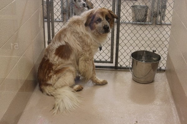 Photos courtesy Gwinnett County animal shelter.