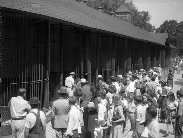 Grant Park Zoo lion display circa 1940s. AJC FILE PHOTO