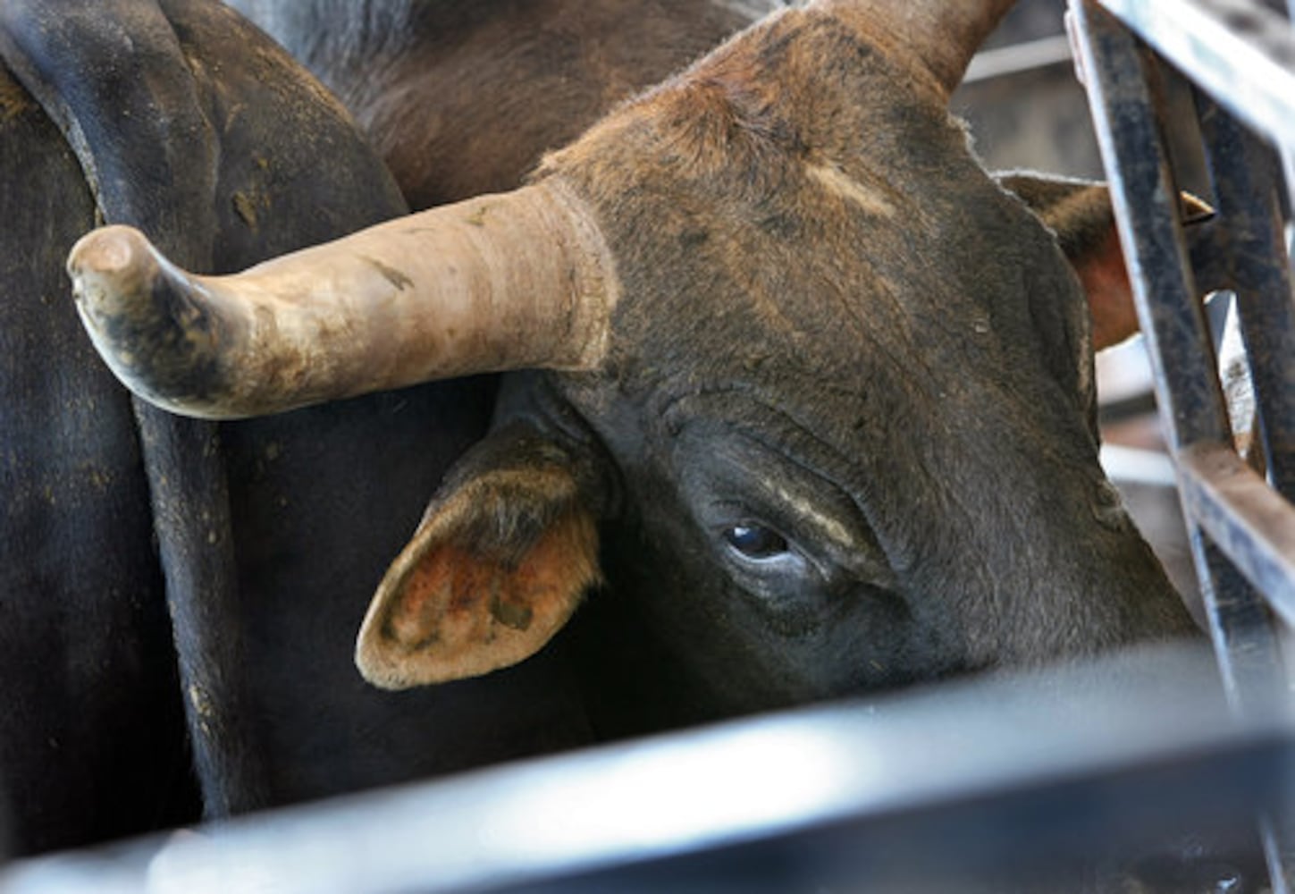 A real rodeo in Marietta