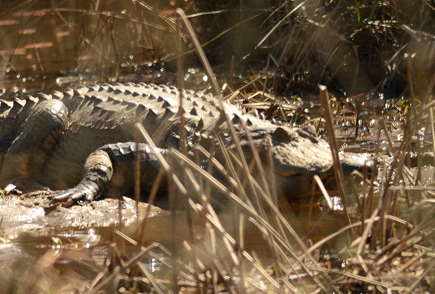 Wildlife photographer captures rare photo of Chattahoochee River alligator