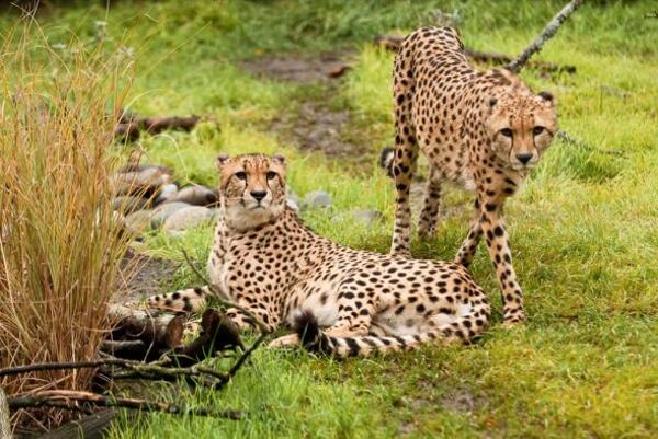 Cheetahs at the Oregon Zoo. CREDIT: Oregon Zoo