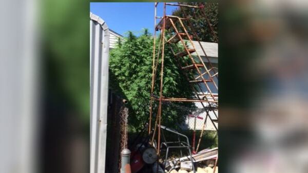 A photo of a 9-foot pot plant police discovered at a home in Clayton County, Georgia after a domestic dispute. The plant was spotted in the backyard in plain sight.