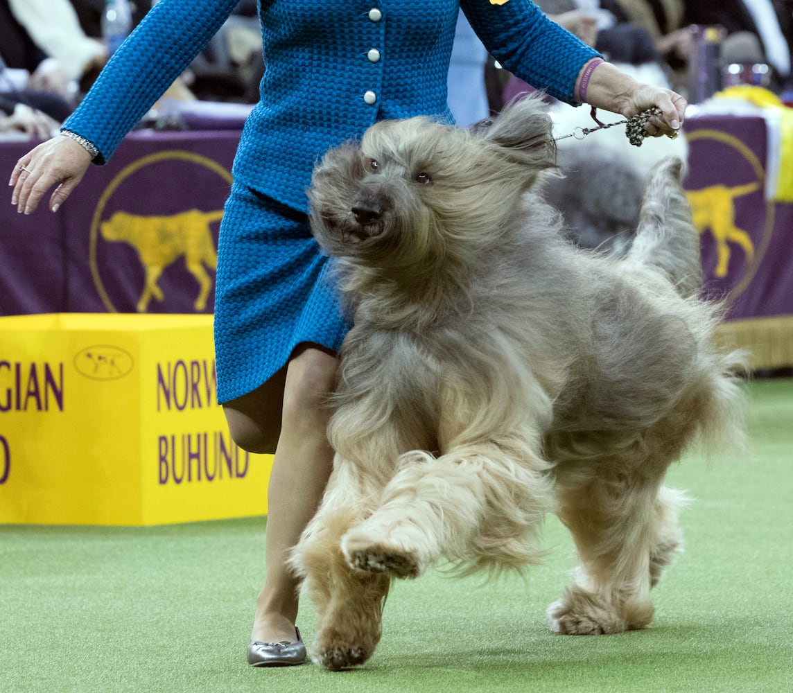 Photos: Westminster Dog Show 2018: Bichon frisé Flynn crowned best in show