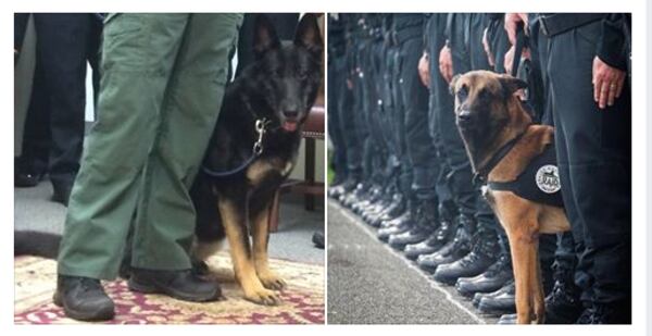 Marietta K-9 Officer Ava, left, and the late French K-9 Officer Diesel. Photos: Jennifer Brett/Police Nationale