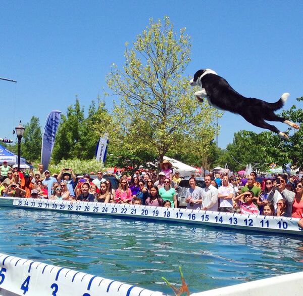 Woofstock, noon to 7 p.m. today, Town Center Park at Lawrenceville-Suwanee Road and Buford Highway, Suwanee with canine Frisbee and dock-diving demonstrations, dog contests, musical performances by Andy Grammer and food trucks. Free admission. Suwanee.com. City of Suwanee