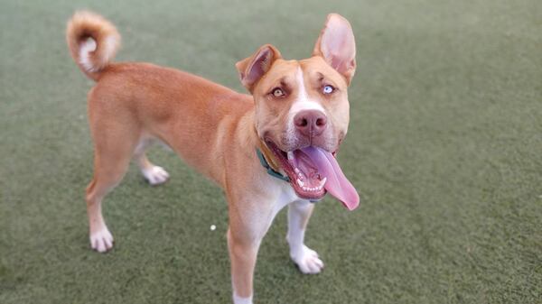 Binx, a 1-year-old dog, was returned to an Arizona shelter within 48 hours of being adopted.