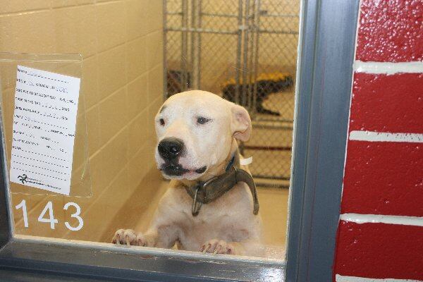 Photos courtesy of Gwinnett County animal shelter.