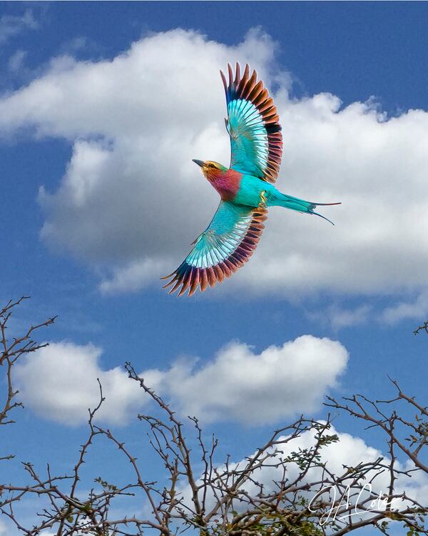 James Cole took this photo of a Lilac Breasted Roller while on vacation in South Africa.  "I have taken thousands of photos of this bird, hoping to get this shot, during my 30 visits to South Africa over the last 20 years.  This one of the most photographed birds in the world," he wrote.