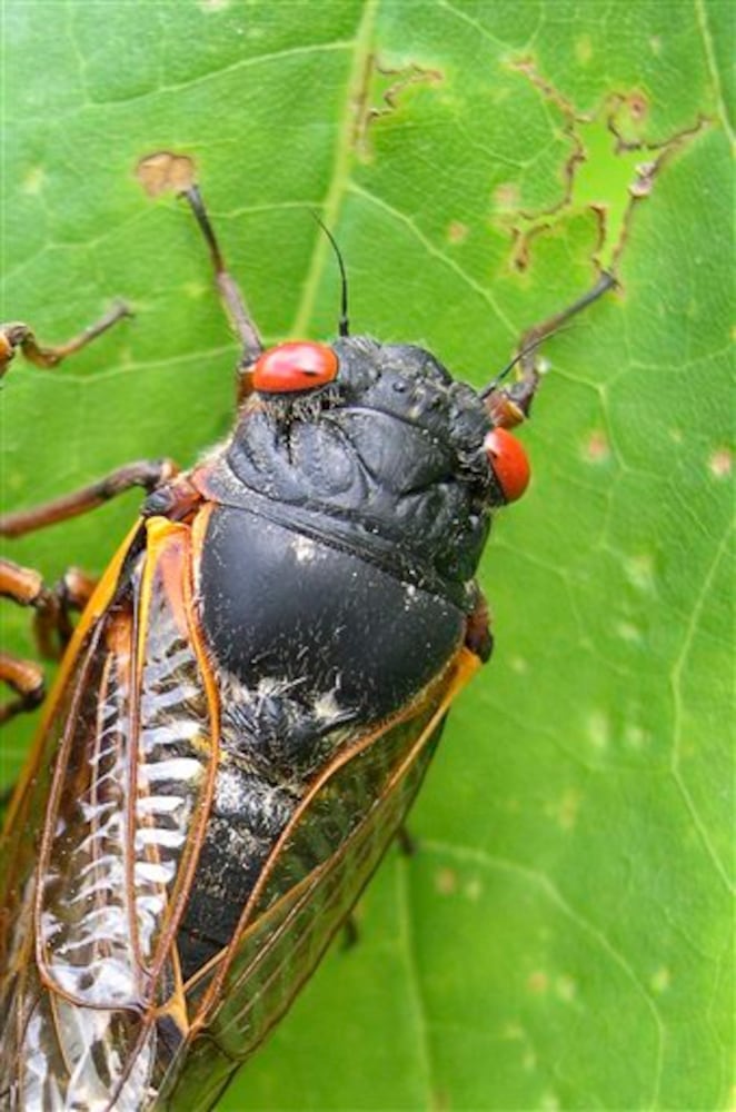 17-year cicadas