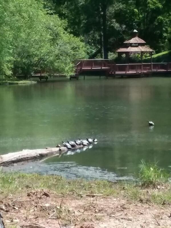 Lyle Schroeder of Forsyth County shared this photo of turtles basking on a log.