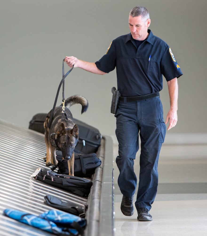 Gwinnett County Police K-9 officer Stan Jones works with Riggs on the luggage carousel in E Concourse. The U.S. Customs and Border Protection Office of Field Operations Port of Atlanta hosted a two-day K-9 training conference at Hartsfield-Jackson Atlanta International Airport (ATL). K-9 detection dogs from the U.S. Customs and Border Protection, Georgia Department of Correction, Georgia State Patrol, Union City, Newnan, Bowden Police and Clayton County Police participated in training exercises. PHIL SKINNER FOR THE ATLANTA JOURNAL-CONSTITUTION.