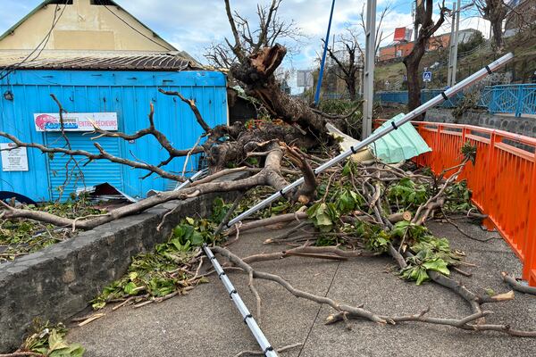 A fallen tree lies in Mamoudzou, in the French Indian Ocean territory of Mayotte, Monday, Dec.16, 2024 as France uses ships and military aircraft to rush rescue workers and supplies after the island group was battered by its worst cyclone in nearly a century. (AP Photo/Rainat Aliloiffa)