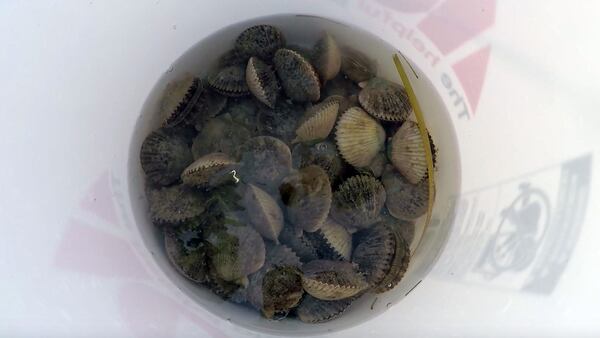 Scallops fill the bucket in Homosassa Bay on Saturday, July 14, 2018. (Cassie Armstrong/Orlando Sentinel/TNS)