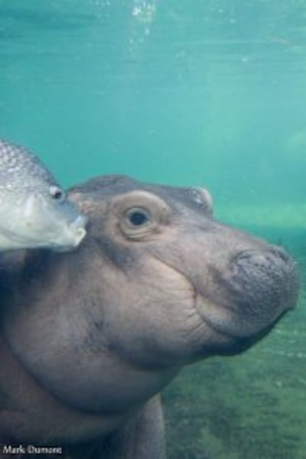 Even the fish like Fiona.