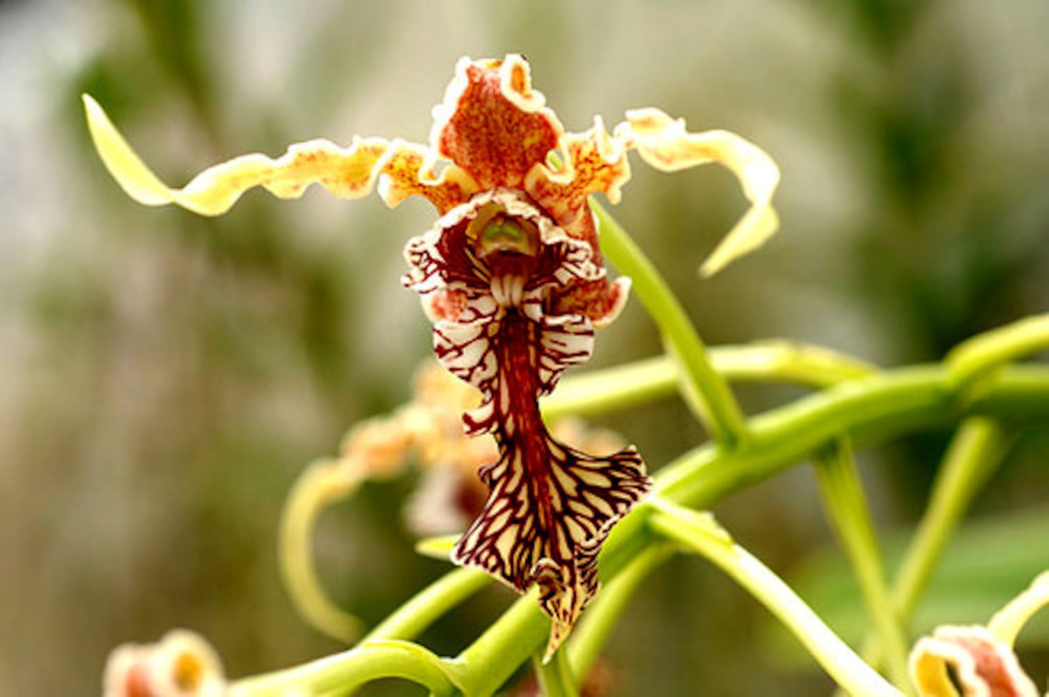 Orchid Daze at the Atlanta Botanical Garden