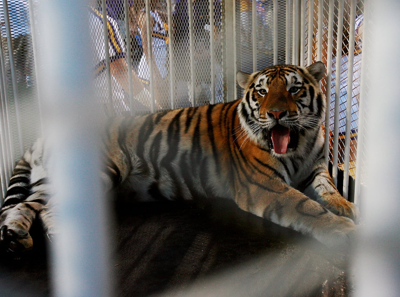 LSU's tiger