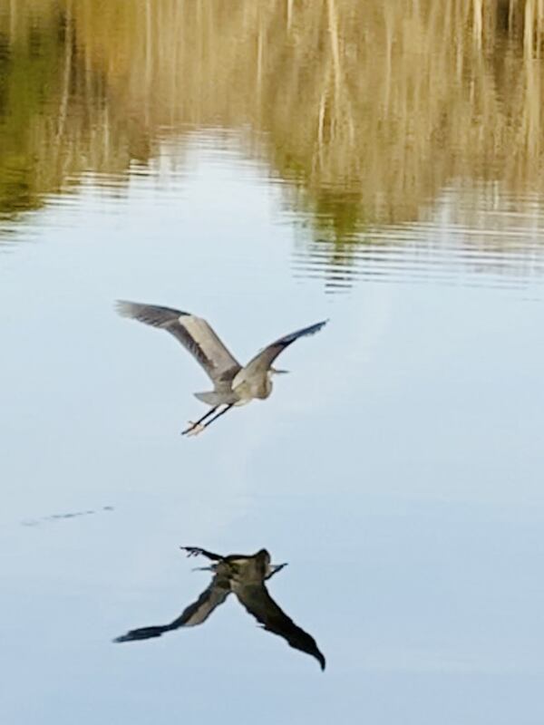 Anne Hayden shared this picture of a Great Blue Heron taken from the dam at Murphey Candler Lake on Dec. 20, 2019.