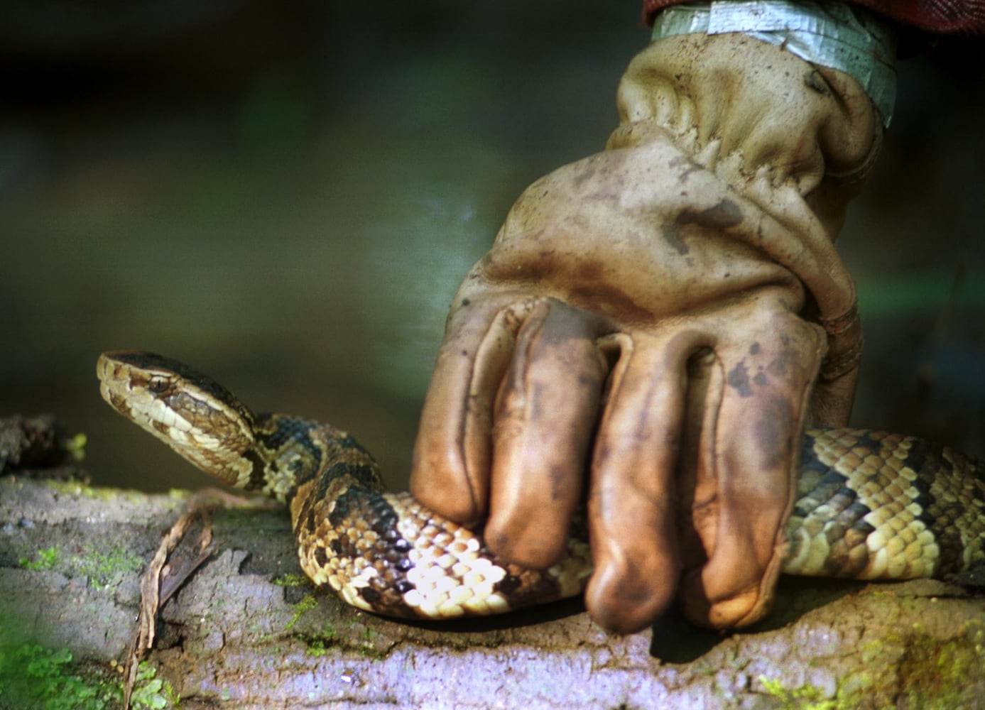 Venomous snakes of Georgia