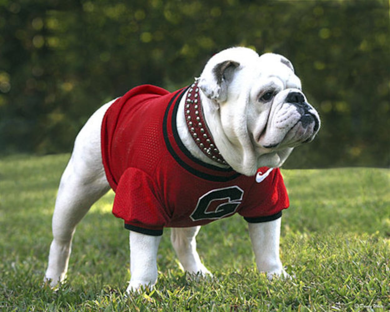 Georgia's Uga mascots