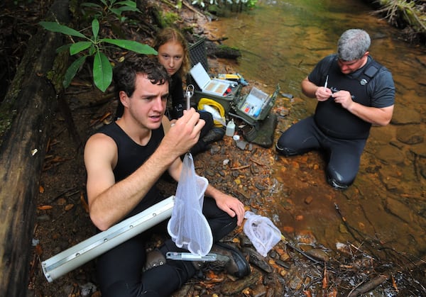 July 31, 2012 Union, GA: DNR technician, Grover Brown weights a hellbender caught in the Chattahoochee National Forest near Union, GA. Brown along with fellow technician Theresa Stratmann and DNR biologist Thomas Floyd have been collecting data on the unique salamanders found under rocks in stream beds this summer as part of research project. BRANT SANDERLIN / BSANDERLIN@AJC.COM