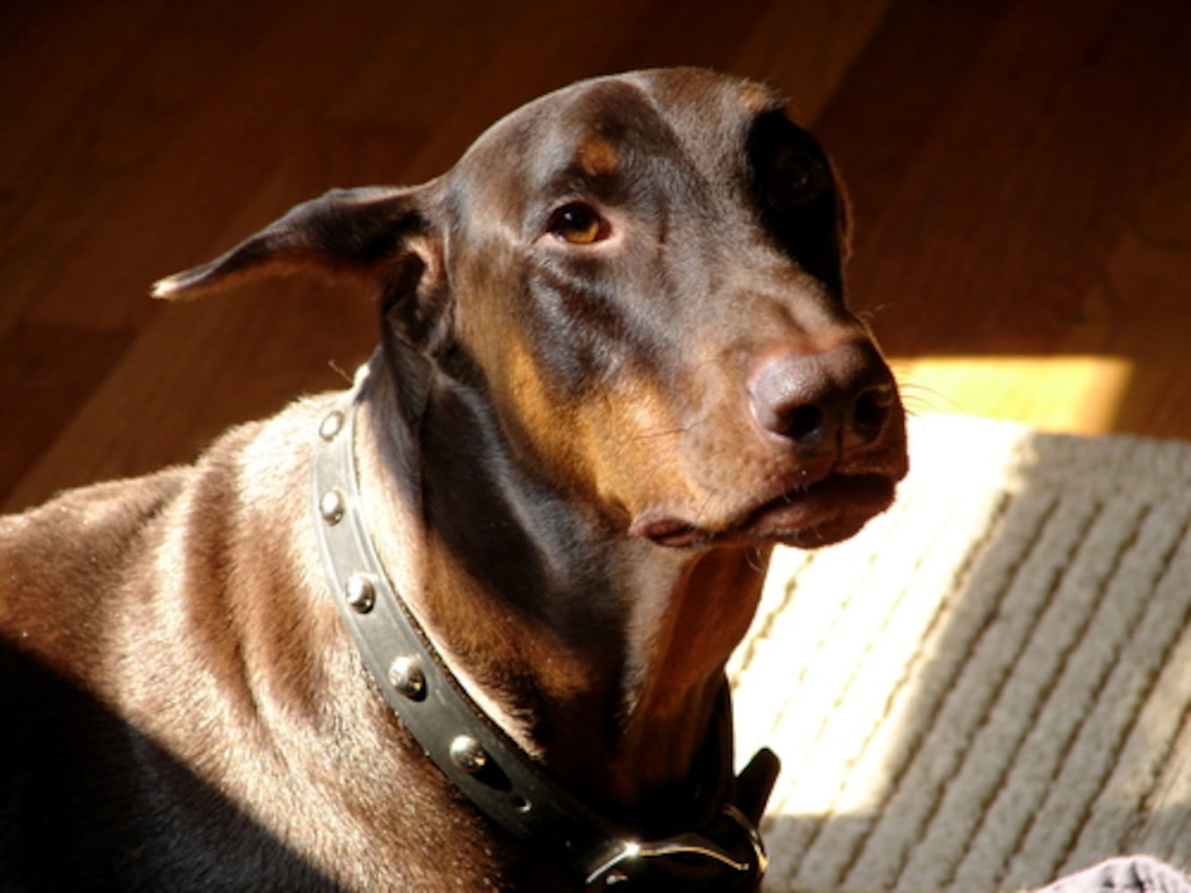 Atlanta's Top Dogs: 9. Dobermans