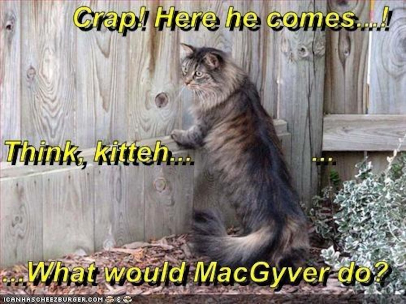 The website features thousands of cat photos complete with the best captions users can produce.